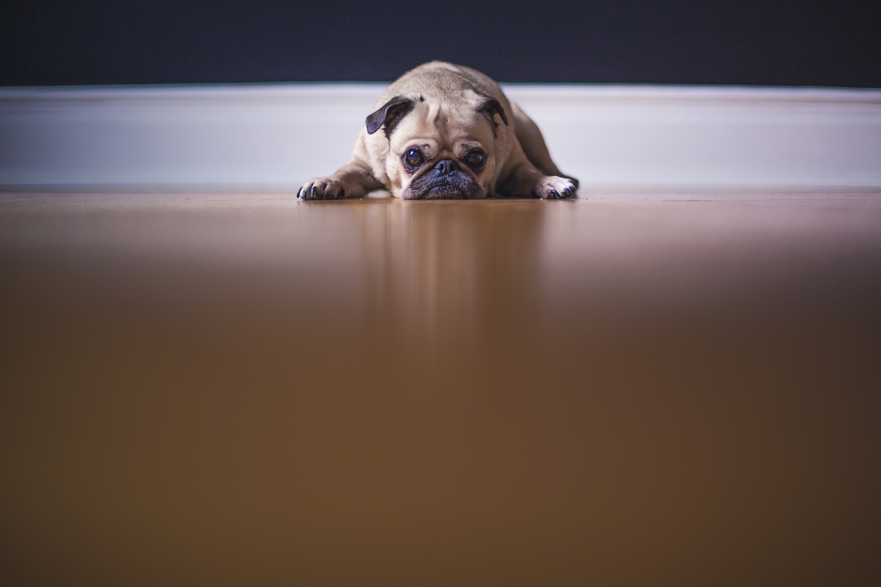 Banner Pets